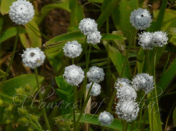 Tuberous Pipewort